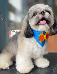 VetJam – Peluquería y spa canino, resultado increíble